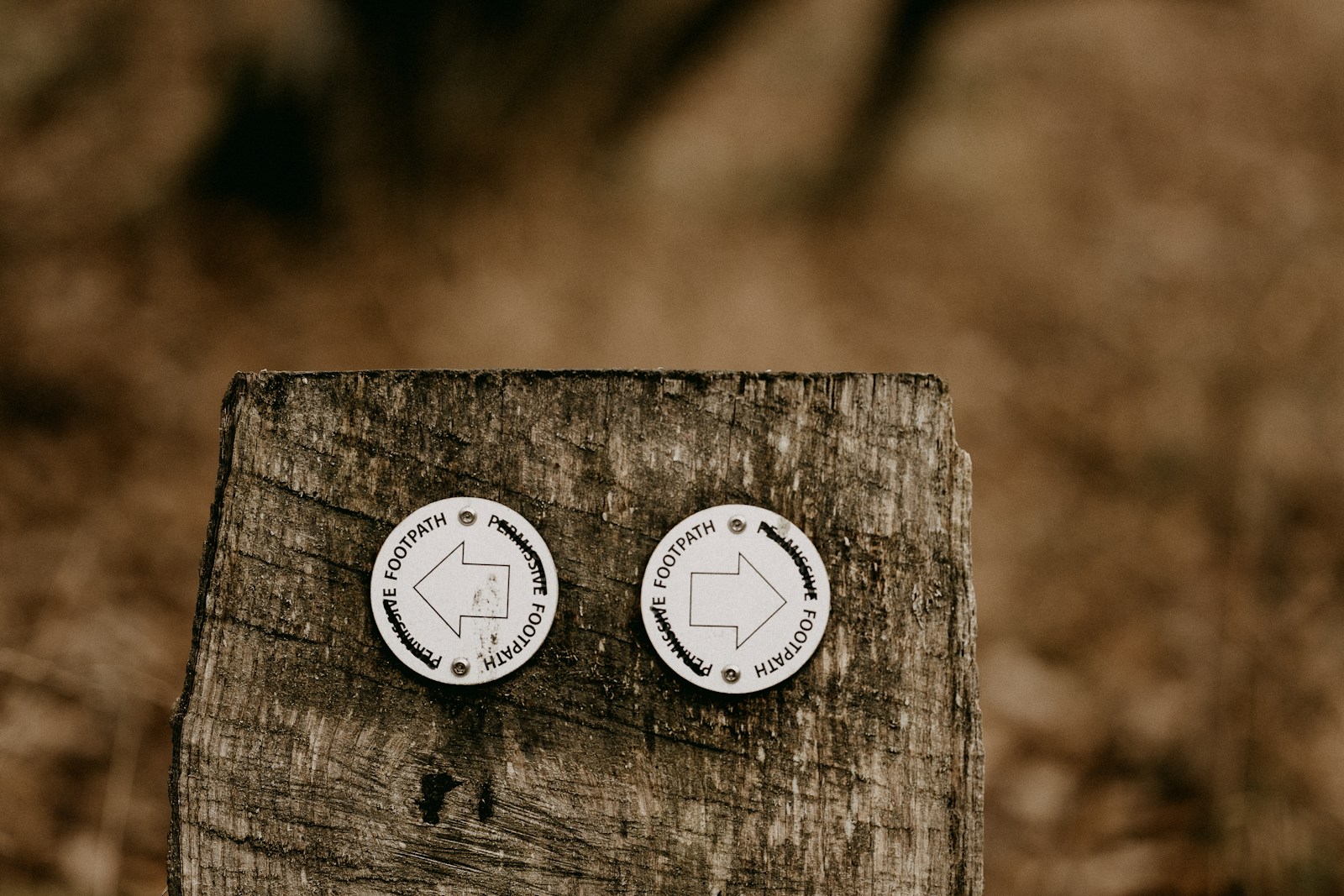 a couple of white buttons sitting on top of a piece of wood